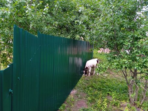 Фото забора из профнастила в Рамешковском районе